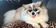 Nikki is registered to the contest to win money with this photo: animal, comfortable, couch, curtains, dog, face, fluffy, fur, happy, home, indoor, leopard_print, light, pet, pillow, relaxed, sitting, small_dog, tongue_out, window
