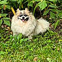 Nikki is registered to the contest to win money with this photo: animal, canine, cute, daylight, dog, fluffy, fur, garden, grass, greenery, happy, leaf, nature, outdoor, pet, pomeranian, sitting, small_dog, smiling, tongue_out