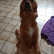 Aiden a rejoint le concours — aidez-le/la à gagner de superbes lots ! animal, attentive, brown_fur, companion, cute, dog, domestic, floor, front_view, golden_retriever, household, indoor, long_fur, looking_up, pet, portrait, purple_cloth, scooter, sitting, tile_floor