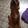 animal, attentive, brown_fur, companion, cute, dog, domestic, floor, front_view, golden_retriever, household, indoor, long_fur, looking_up, pet, portrait, purple_cloth, scooter, sitting, tile_floor