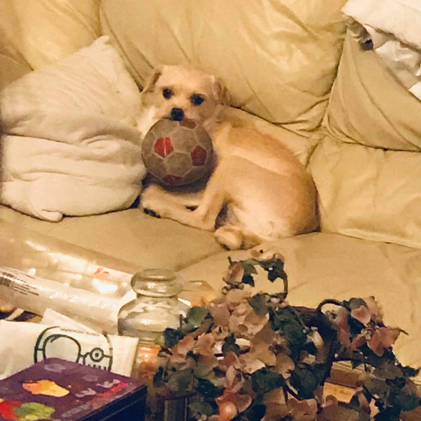 Louna a rejoint le concours — aidez-le/la à gagner de superbes lots ! animal, architecture, ball, building, canine, couch, cushion, dog, furniture, homedecor, indoors, livingroom, pet, plant, pottedplant, puppy, room, sport, tennis, tennisball