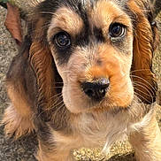 Teddy is registered to the contest to win money with this photo: puppy, dog, close_up, outdoor, animal, pet, fur, ears, eyes, nose, whiskers, curious, cute, young, portrait, looking_up, texture, leaves, soft, adorable