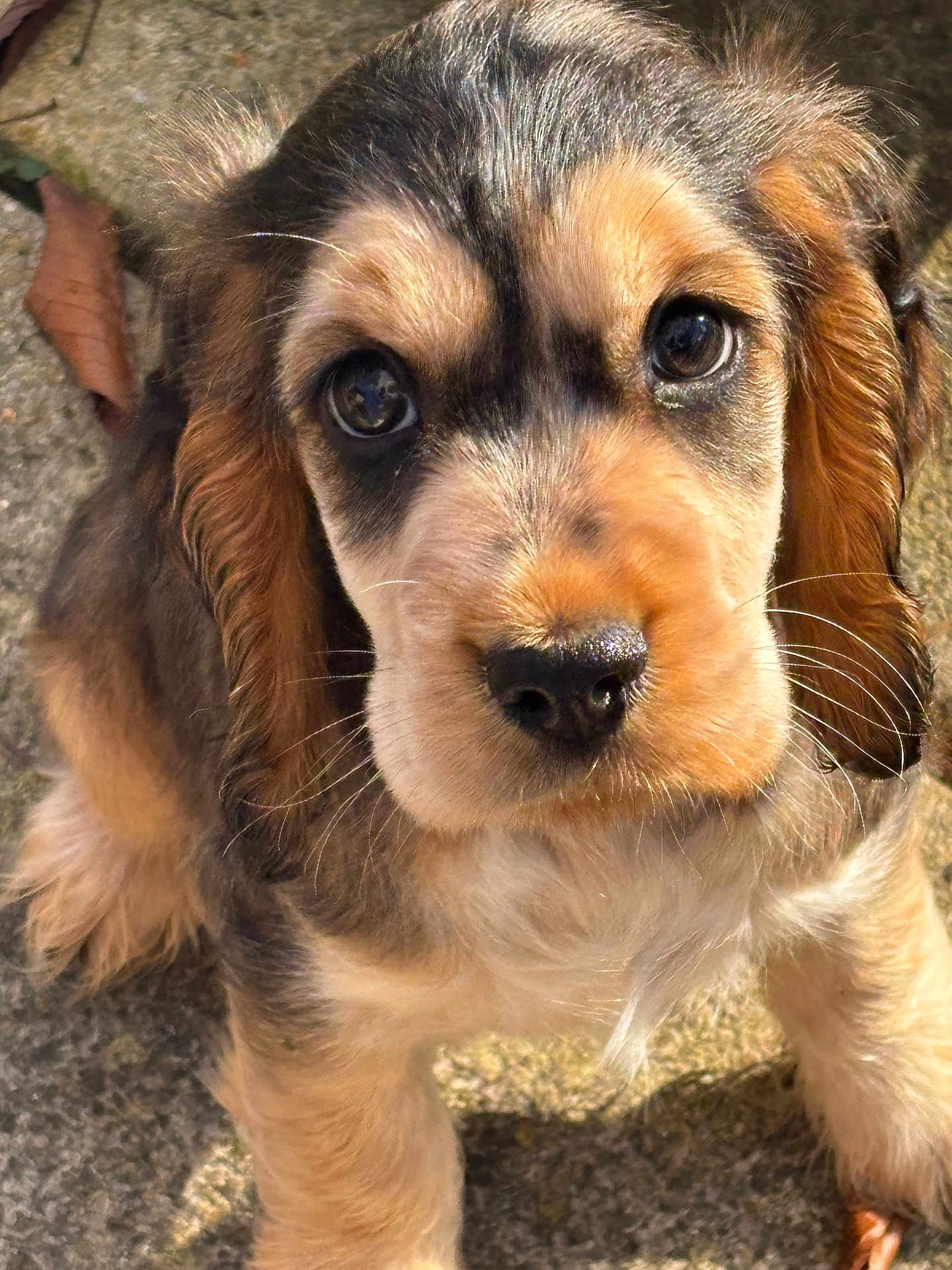 Teddy is registered to the contest to win money with this photo: puppy, dog, close_up, outdoor, animal, pet, fur, ears, eyes, nose, whiskers, curious, cute, young, portrait, looking_up, texture, leaves, soft, adorable
