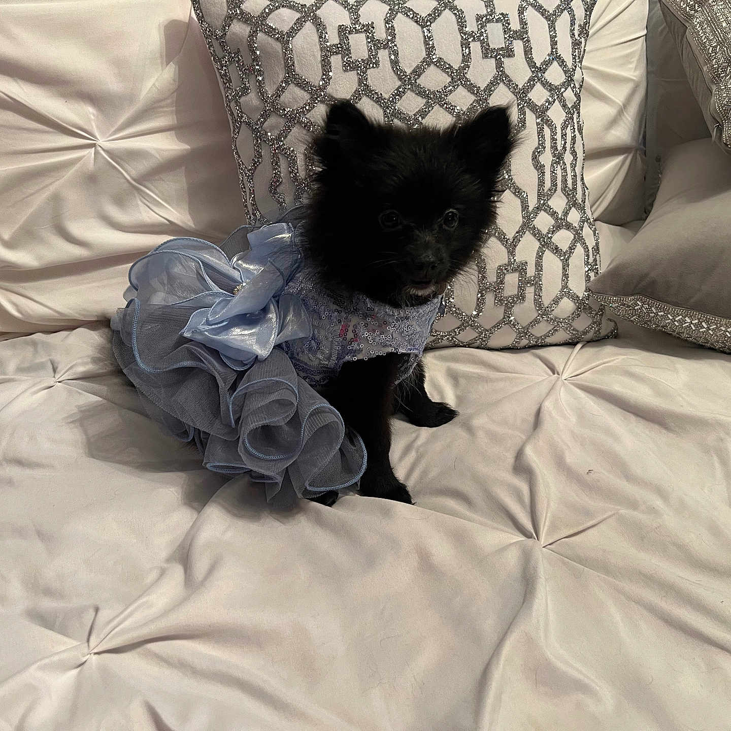 Minnie is registered to the contest to win money with this photo: animal, architecture, bed, bedroom, blanket, building, canine, cat, couch, cushion, dog, furniture, homedecor, indoors, kitten, linen, pet, pillow, puppy, room