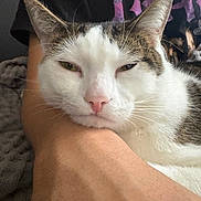 Mr Silly joined the competition — help win amazing prizes! blanket, cat, close_up, cozy, domestic_animal, ears, face, feline, fur, human_arm, indoor, muzzle, person_partial, pet, pink_nose, portrait, resting, sleepy, t_shirt, whiskers