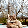 cat, tabby_cat, animal, pet, outdoor, spring, blossom, tree, green_eyes, fur, relaxed, lying_down, nature, closeup, portrait, feline, domestic_cat, whiskers, daylight, background_blur