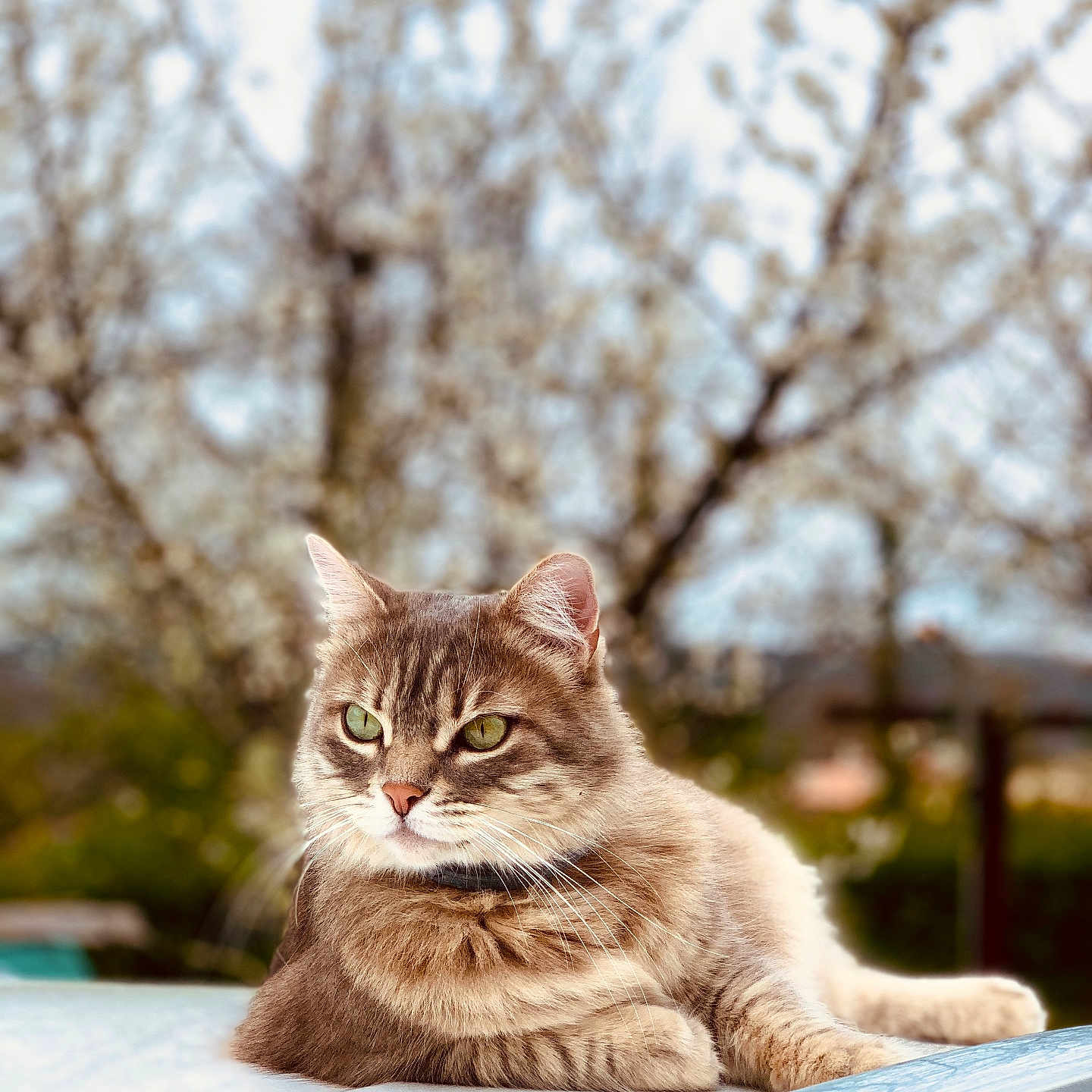 Luna a rejoint le concours — aidez-le/la à gagner de superbes lots ! animal, background_blur, blossom, cat, closeup, daylight, domestic_cat, feline, fur, green_eyes, lying_down, nature, outdoor, pet, portrait, relaxed, spring, tabby_cat, tree, whiskers