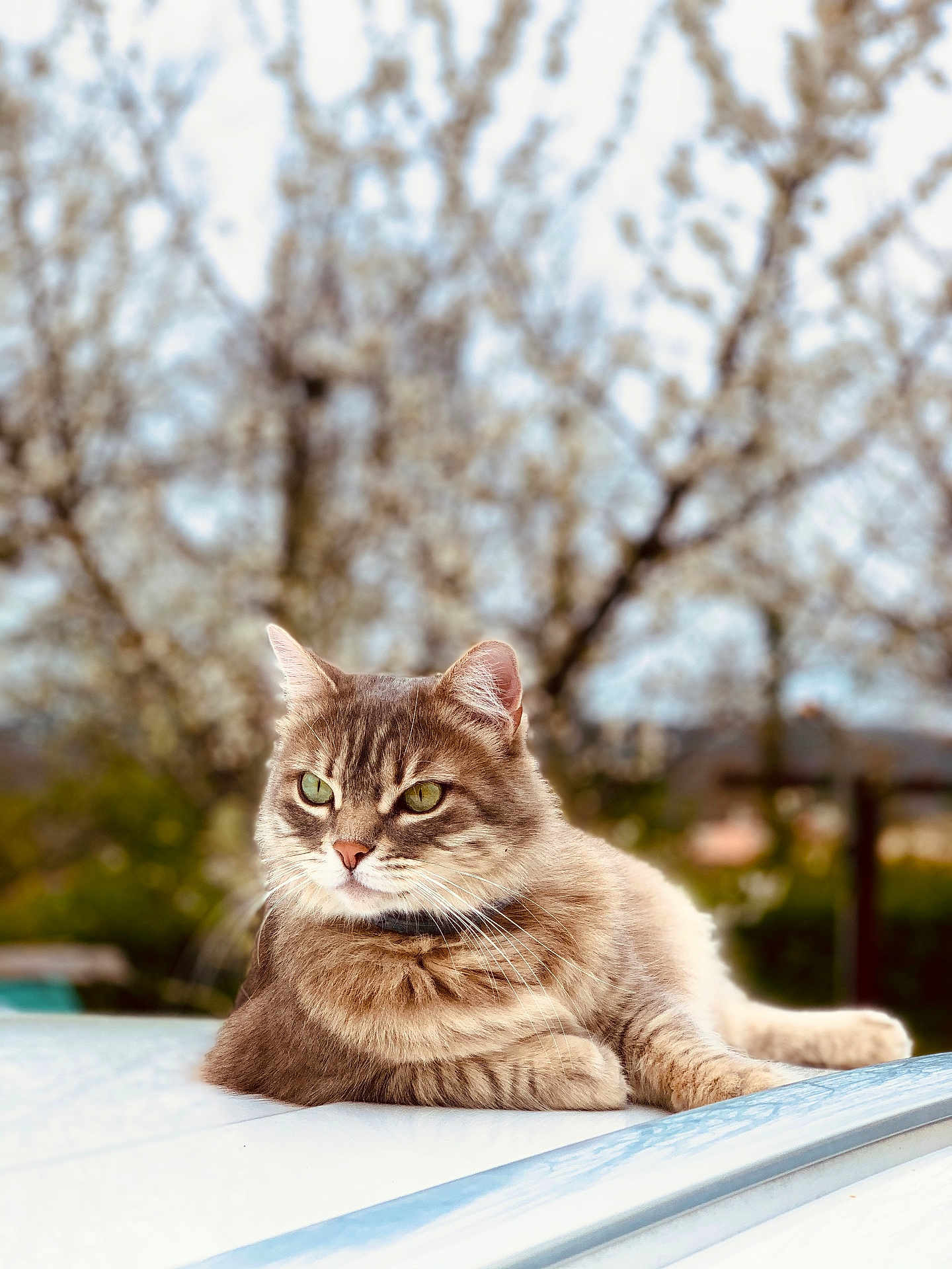 Luna a rejoint le concours — aidez-le/la à gagner de superbes lots ! cat, tabby_cat, animal, pet, outdoor, spring, blossom, tree, green_eyes, fur, relaxed, lying_down, nature, closeup, portrait, feline, domestic_cat, whiskers, daylight, background_blur