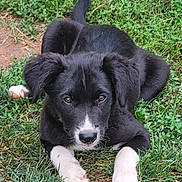 Liddie joined the competition — help win amazing prizes! puppy, dog, grass, black, white, animal, pet, cute, outdoor, laying_down, ears, face, fur, nature, young, canine, playful, eyes, paws, adorable