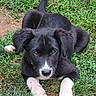 puppy, dog, grass, black, white, animal, pet, cute, outdoor, laying_down, ears, face, fur, nature, young, canine, playful, eyes, paws, adorable