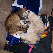 Gwen is registered to the contest to win money with this photo: cat, cats, sleeping, couch, blanket, cozy, fur, pets, indoor, resting, animal, tabby, striped, cute, domestic, feline, snuggling, comfort, relaxation, home