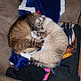 cat, cats, sleeping, couch, blanket, cozy, fur, pets, indoor, resting, animal, tabby, striped, cute, domestic, feline, snuggling, comfort, relaxation, home