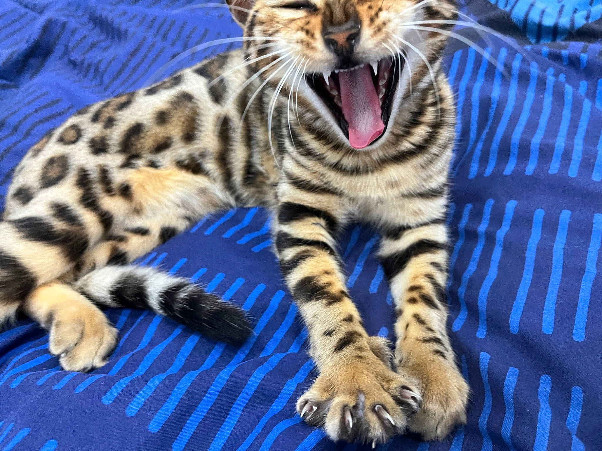 Maya participe au concours pour gagner de l'argent avec cette photo : big_cats, carnivore, cat, claw, event, fang, felidae, fur, leopard, microphone, ocelot, roar, small_to_medium_sized_cats, snout, terrestrial_animal, whiskers, wildlife, yawn