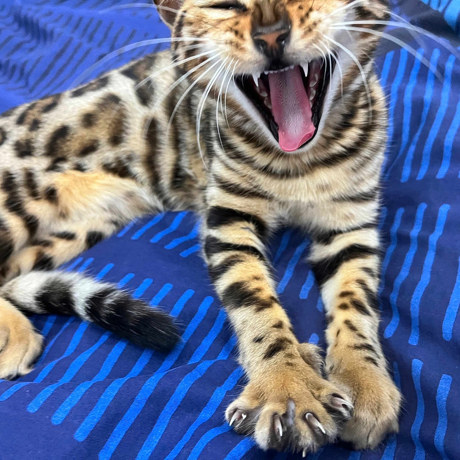 Maya