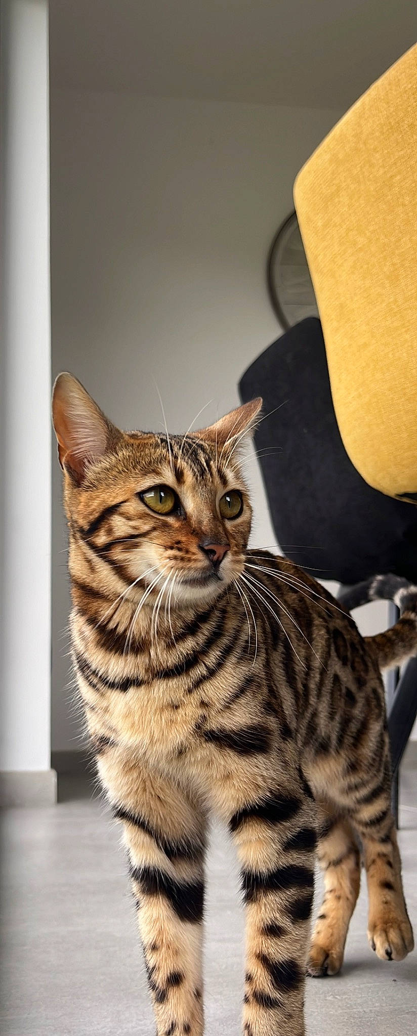 Maya a rejoint le concours — aidez-le/la à gagner de superbes lots ! bengal, carnivore, cat, felidae, fur, small_to_medium_sized_cats, snout, terrestrial_animal, whiskers, wildlife