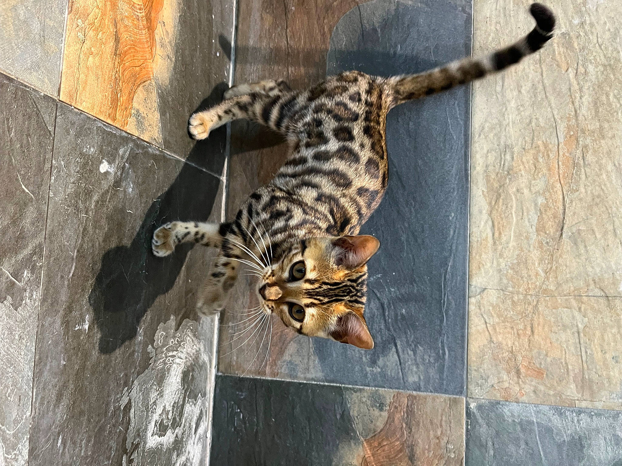 Maya a rejoint le concours — aidez-le/la à gagner de superbes lots ! big_cats, carnivore, cat, claw, domestic_short_haired_cat, door, felidae, fur, jaguar, scaled_reptile, shadow, small_to_medium_sized_cats, snout, tail, terrestrial_animal, wall, whiskers, wildlife, wood, zoo