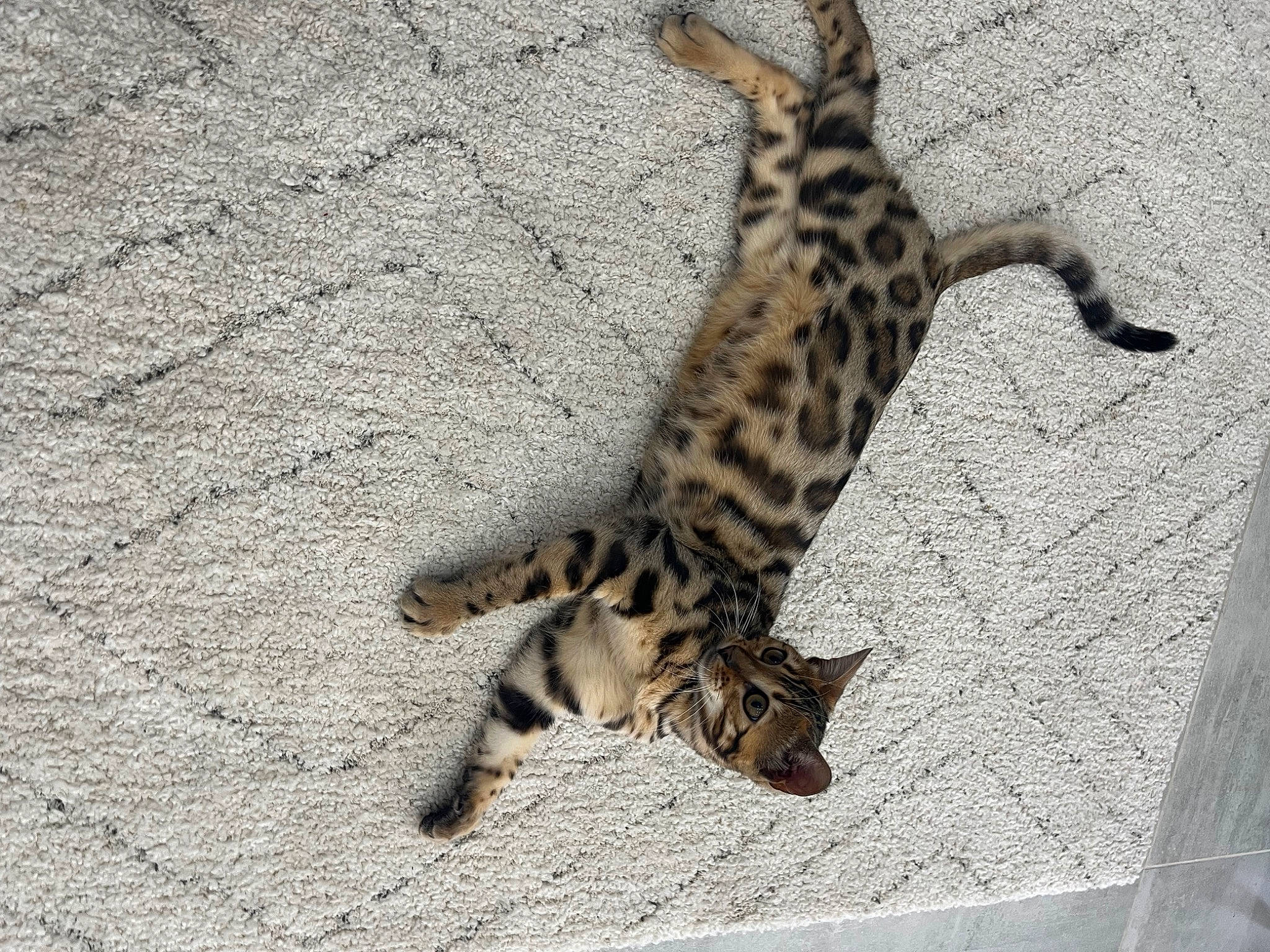 Maya participe au concours pour gagner de l'argent avec cette photo : big_cats, carnivore, cat, claw, domestic_short_haired_cat, fawn, felidae, foot, fur, organism, paw, reptile, shadow, small_to_medium_sized_cats, snout, tail, terrestrial_animal, whiskers, wildlife, wood