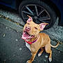 dog, happy, smiling, sitting, collar, ears, pavement, car, tire, urban, outdoor, pet, canine, brown, white_paws, closeup, portrait, tongue, teeth, playful