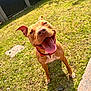 dog, happy, smiling, tongue_out, grass, outdoor, pet, canine, collar, sunlight, yard, playful, brown_dog, close_up, animal, mammal, summer, nature, excited, friendly