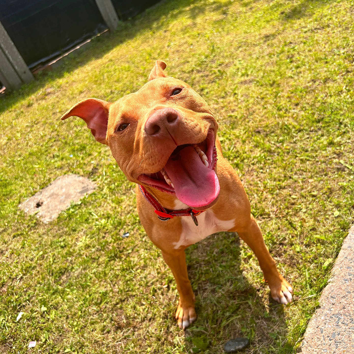 Syla is registered to the contest to win money with this photo: animal, brown_dog, canine, close_up, collar, dog, excited, friendly, grass, happy, mammal, nature, outdoor, pet, playful, smiling, summer, sunlight, tongue_out, yard