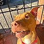 dog, brown_dog, pet, close_up, collar, red_collar, outdoor, sunlight, porch, tile_floor, metal_gate, brick_wall, canine, happy, smiling, whiskers, ears, nose, teeth, looking_up