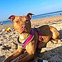 dog, beach, sand, harness, gold_chain, sunlight, water, sky, people, play, relaxation, summer, vacation, outdoor, animal, pet, canine, shore, coast, daytime