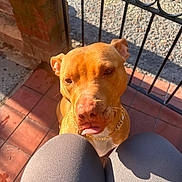 Syla is registered to the contest to win money with this photo: animal, brick_wall, brown_dog, canine, closeup, companion, cute, dog, fence, golden_chain, knees, outdoor, pet, playful, porch, shadow, sunlight, sunny, tiles, tongue_out