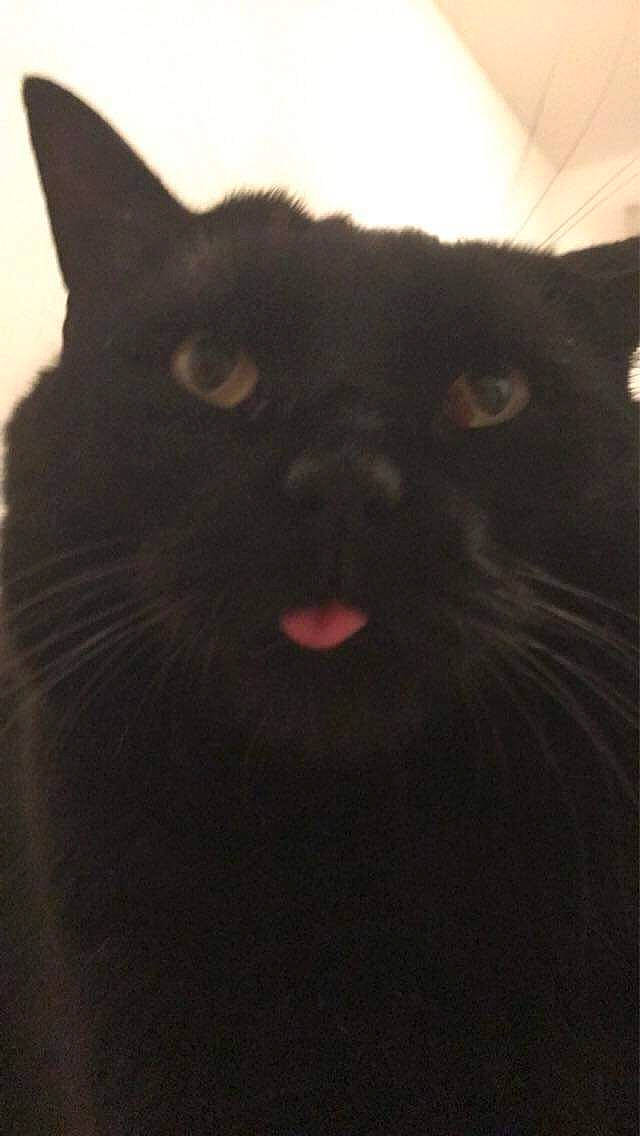 Réglisse a rejoint le concours — aidez-le/la à gagner de superbes lots ! asian, black, black_cat, bombay, british_shorthair, carnivore, cat, domestic_short_haired_cat, eye, felidae, fur, kitten, mammal, nose, sky, small_to_medium_sized_cats, snout, whiskers