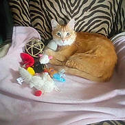 Peanut is registered to the contest to win money with this photo: cat, orange_cat, white_cat, plush_toys, pink_blanket, zebra_print, chair, pet, indoor, feline, animal, cute, relaxed, toy_mouse, toy_bird, soft_toys, cozy, domestic_cat, resting, looking_at_camera