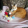 cat, orange_cat, white_cat, plush_toys, pink_blanket, zebra_print, chair, pet, indoor, feline, animal, cute, relaxed, toy_mouse, toy_bird, soft_toys, cozy, domestic_cat, resting, looking_at_camera