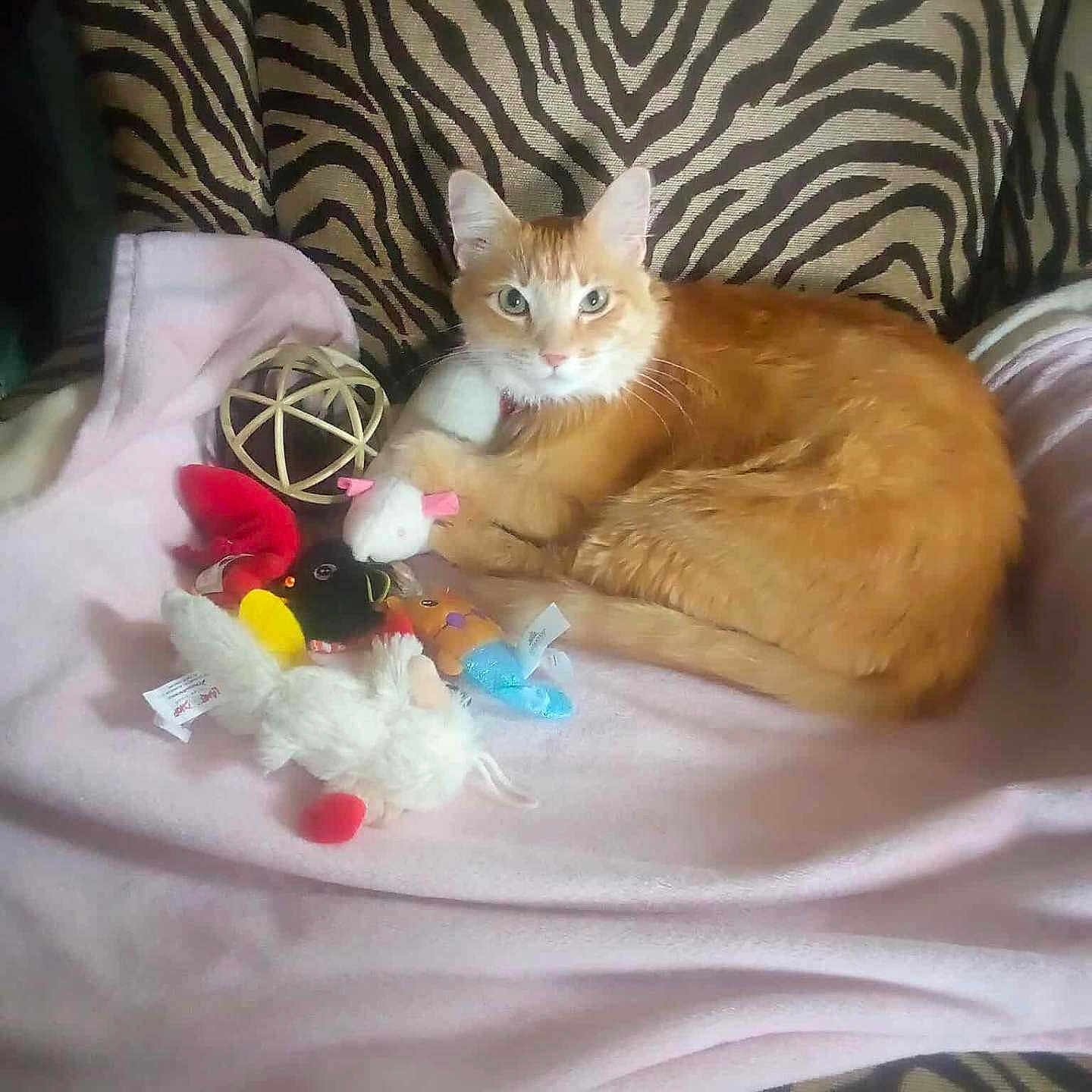 Peanut is registered to the contest to win money with this photo: animal, cat, chair, cozy, cute, domestic_cat, feline, indoor, looking_at_camera, orange_cat, pet, pink_blanket, plush_toys, relaxed, resting, soft_toys, toy_bird, toy_mouse, white_cat, zebra_print
