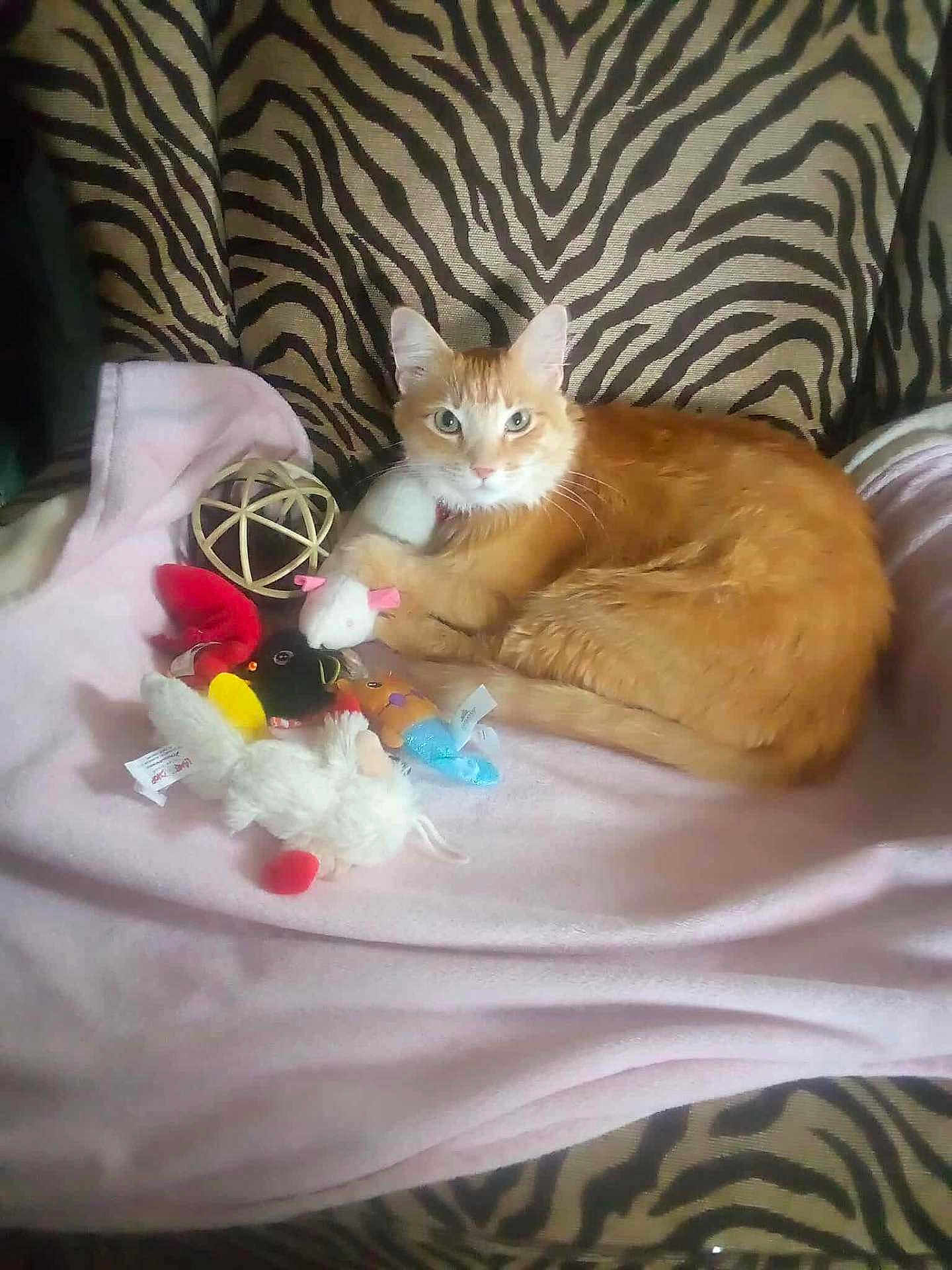 Peanut is registered to the contest to win money with this photo: cat, orange_cat, white_cat, plush_toys, pink_blanket, zebra_print, chair, pet, indoor, feline, animal, cute, relaxed, toy_mouse, toy_bird, soft_toys, cozy, domestic_cat, resting, looking_at_camera