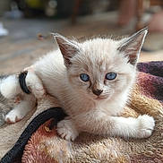 Duchess joined the competition — help win amazing prizes! kitten, cat, blue_eyes, fur, pet, animal, cute, indoor, blanket, resting, young, small, whiskers, paw, curious, domestic_cat, feline, soft, relaxed, closeup