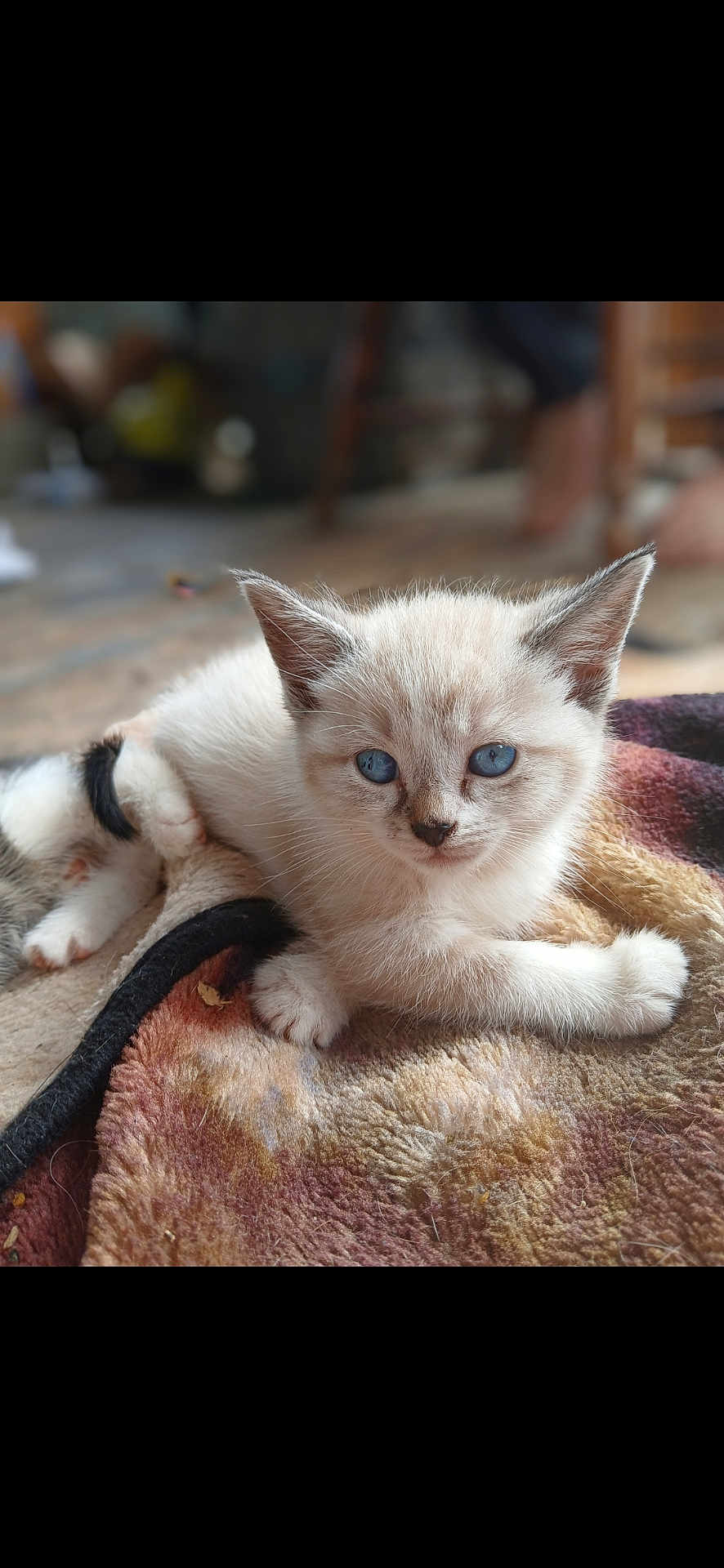 Duchess