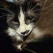 Vaco is registered to the contest to win money with this photo: animal, black_and_white, cat, close_up, cozy, curious, face, feline, fur, indoor, leather, mammal, pet, portrait, resting, soft_light, texture, tuxedo_cat, whiskers, yellow_eyes