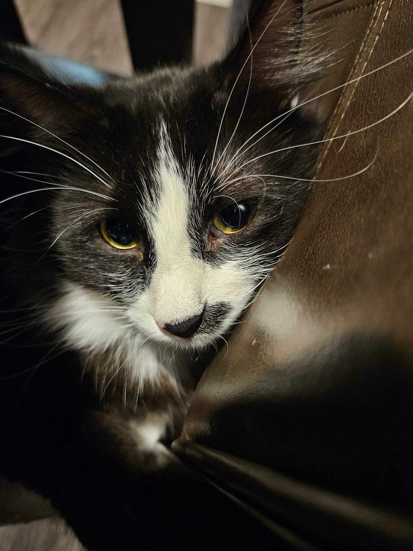 Vaco is registered to the contest to win money with this photo: animal, black_and_white, cat, close_up, cozy, curious, face, feline, fur, indoor, leather, mammal, pet, portrait, resting, soft_light, texture, tuxedo_cat, whiskers, yellow_eyes