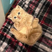 Roxy joined the competition — help win amazing prizes! kitten, cat, orange_cat, feline, pet, animal, cute, fluffy, plaid_blanket, cozy, indoor, small, young, lying_down, looking_up, paws, fur, domestic_animal, resting, adorable