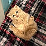 kitten, cat, orange_cat, feline, pet, animal, cute, fluffy, plaid_blanket, cozy, indoor, small, young, lying_down, looking_up, paws, fur, domestic_animal, resting, adorable
