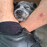 Bluey Wilson joined the competition — help win amazing prizes! black_and_white, black_shoe, closeup, comfort, cute, dog, domestic_animal, floor, fur, hair, human, legs, nap, peaceful, pet, puppy, resting, shoe, skin, sleeping