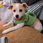 Gracie Mae joined the competition — help win amazing prizes! puppy, dog, green_jacket, cushion, brown, fleece, pet_collar, indoor, blanket, person, grey_sweatshirt, resting, cute, young_dog, animal, domestic_animal, fur, small_dog, relaxed, closeup