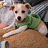 puppy, dog, green_jacket, cushion, brown, fleece, pet_collar, indoor, blanket, person, grey_sweatshirt, resting, cute, young_dog, animal, domestic_animal, fur, small_dog, relaxed, closeup