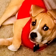 Sweetie-Pie is registered to the contest to win money with this photo: dog, pet, animal, red_vest, carpet, indoor, lying_down, tan_color, white_color, curious_look, ears, black_nose, collar, close_up, mammal, domestic_animal, furry, companion, resting, canine