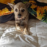 Bella joined the competition — help win amazing prizes! dog, blanket, bed, white_bedding, pet, cozy, fur, collar, indoor, resting, cute, small_dog, animal, paw, comfort, snuggled, sleepy, portrait, warm_colors, closeup