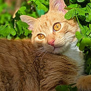 Tom a rejoint le concours — aidez-le/la à gagner de superbes lots ! cat, ginger_cat, animal, pet, fur, whiskers, close_up, greenery, leaves, nature, outdoor, sunlight, relaxed, eyes, face, mammal, cute, adorable, portrait, lying_down