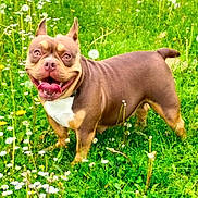 Vanille a rejoint le concours — aidez-le/la à gagner de superbes lots ! dog, grass, wildflowers, outdoor, tongue_out, happy, pet, canine, nature, greenery, summer, playful, animal, mammal, field, cute, smiling, friendly, short_hair, brown