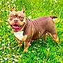 dog, grass, wildflowers, outdoor, tongue_out, happy, pet, canine, nature, greenery, summer, playful, animal, mammal, field, cute, smiling, friendly, short_hair, brown