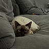 cat, siamese_cat, pet, animal, feline, blue_eyes, pointed_ears, short_hair, cream_fur, dark_face, cozy, blanket, bed, bedding, indoors, home, sleeping, lying_down, portrait, moody_lighting