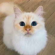 Praline participe au concours pour gagner de l'argent avec cette photo : cat, fluffy, white, cream, blue_eyes, pet, animal, wooden_floor, curious, cute, feline, domestic_cat, whiskers, ears, small_paws, looking_up, indoor, portrait, close_up, adorable