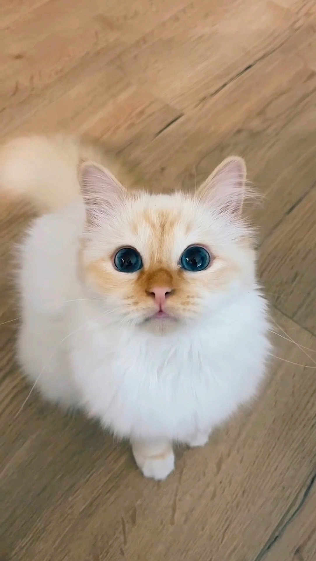 Praline