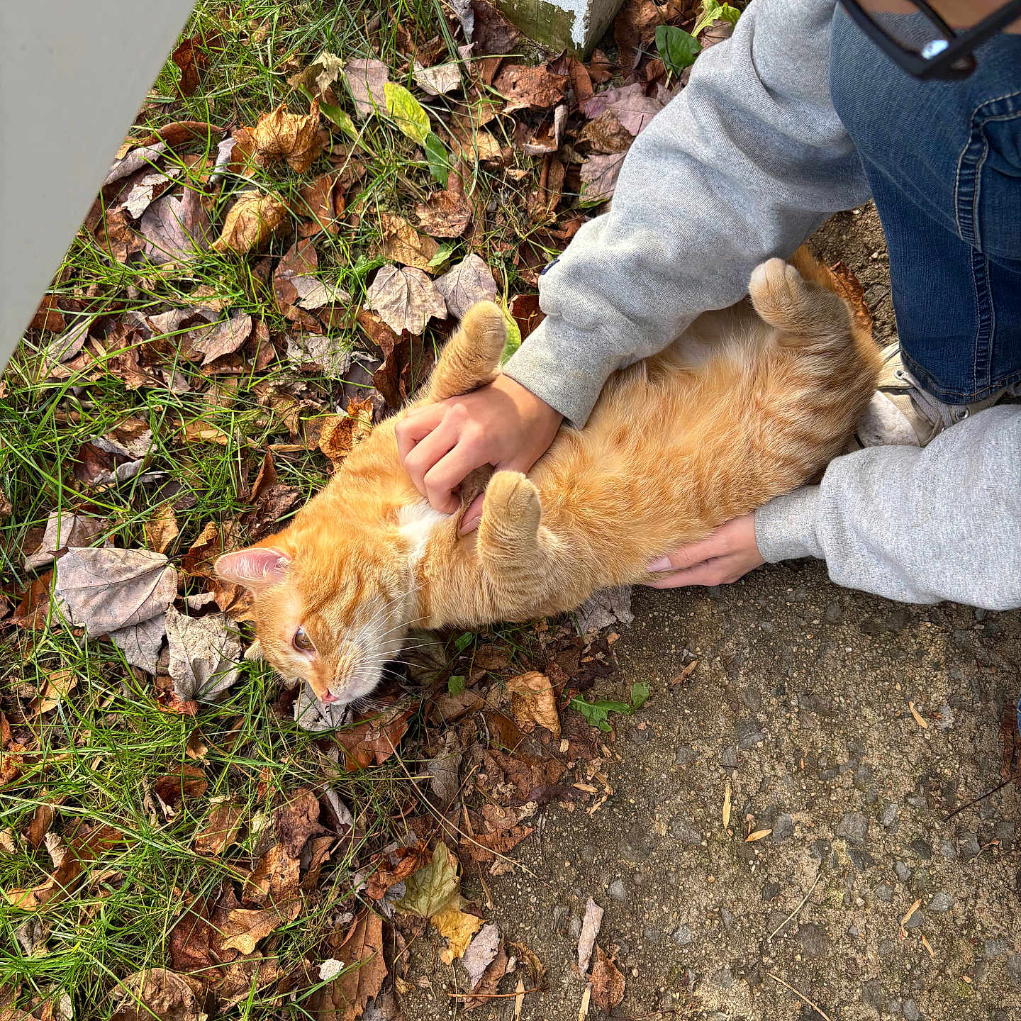 Biscuit joined the competition — help win amazing prizes! animal, bodypart, boy, cat, child, clothing, face, finger, grass, hand, kitten, leaf, male, manx, pants, person, pet, plant, soil, wood